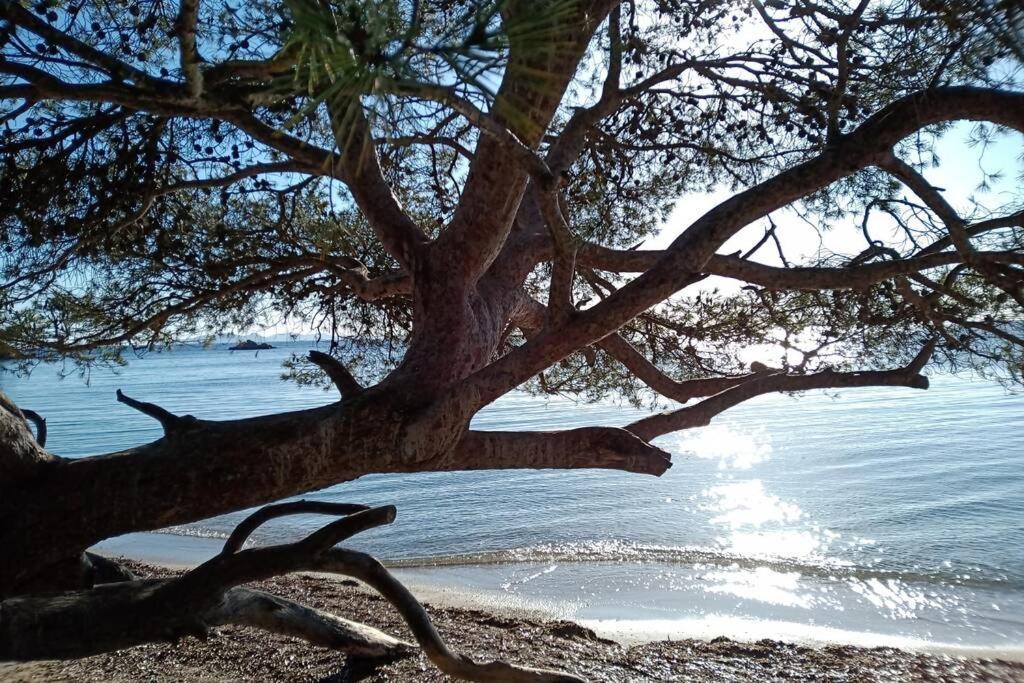 Face Mer Entre Plage Et Marina Bormes-les-Mimosas Exteriör bild